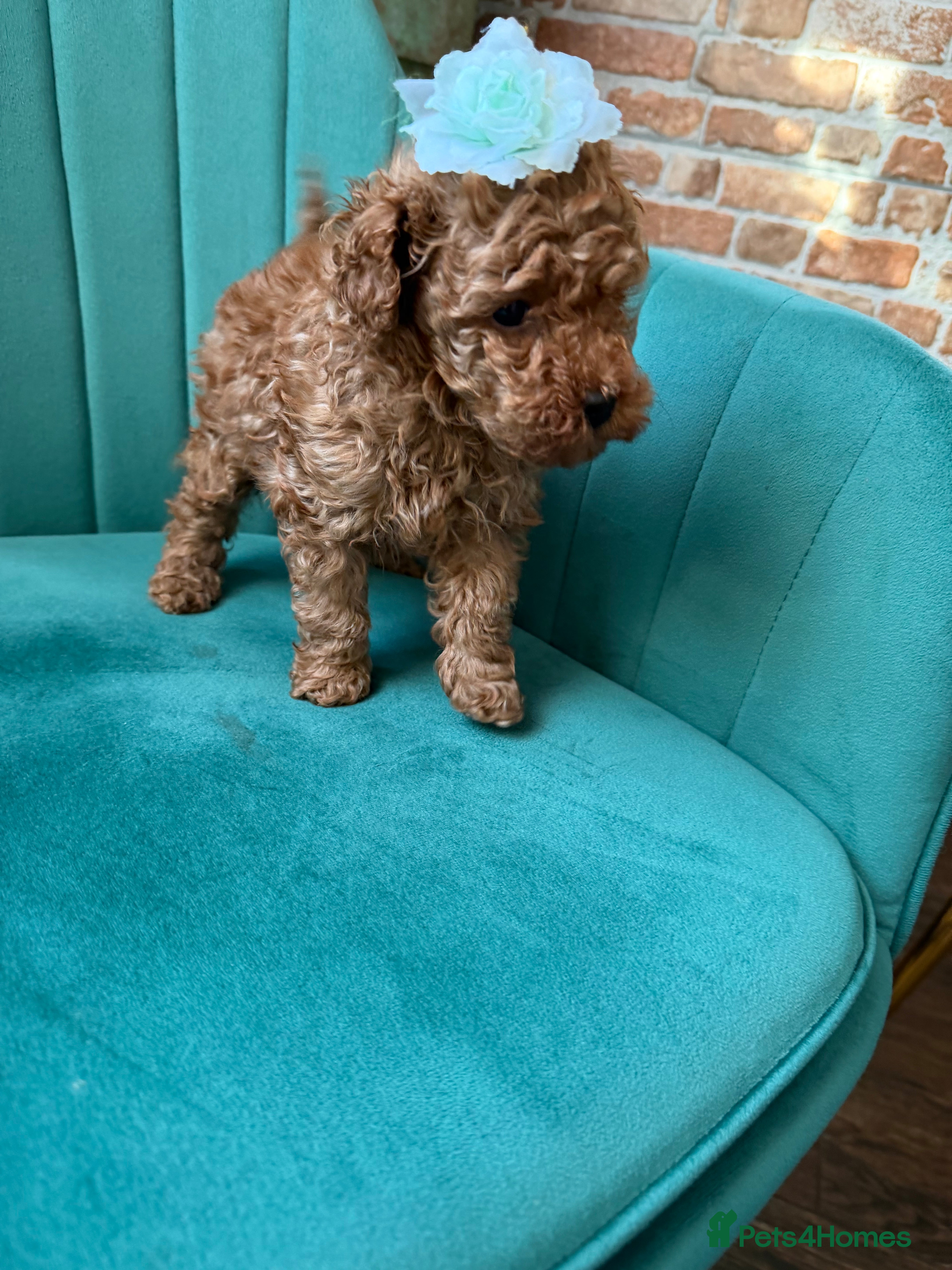 Toy Poodle dogs Red toy 🧸 poodle ✨ - Advert 16