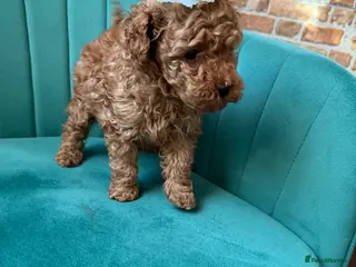 Toy Poodle dogs Red toy 🧸 poodle ✨ - Advert 16