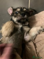 Mixed Breed dogs ShiChi x chihuahua frenchie pups - Advert 3