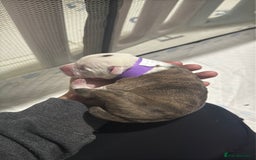 Mixed Breed dogs for sale: American bulldog cross Staffy pups - Image 22