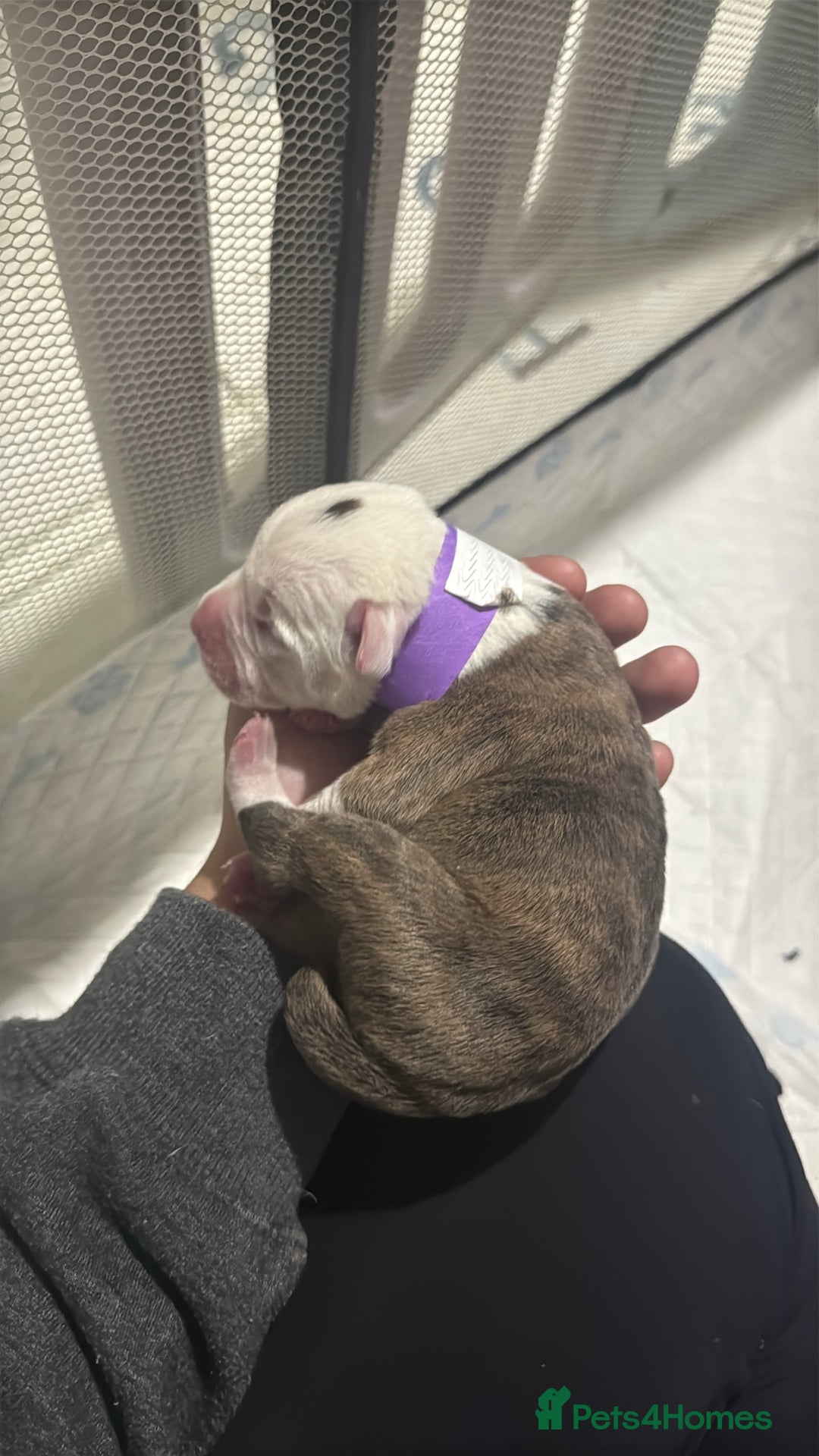 Mixed Breed dogs for sale: American bulldog cross Staffy pups - Image 22