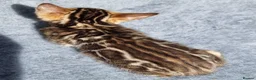 Bengal cats for sale: Beautiful TICA registered Bengal Kittens - Advert 30