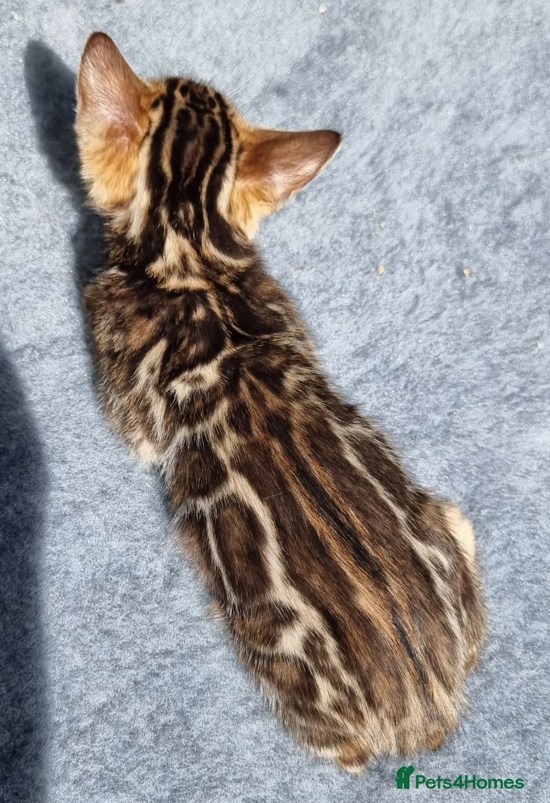 Bengal cats for sale: Beautiful TICA registered Bengal Kittens - Advert 30