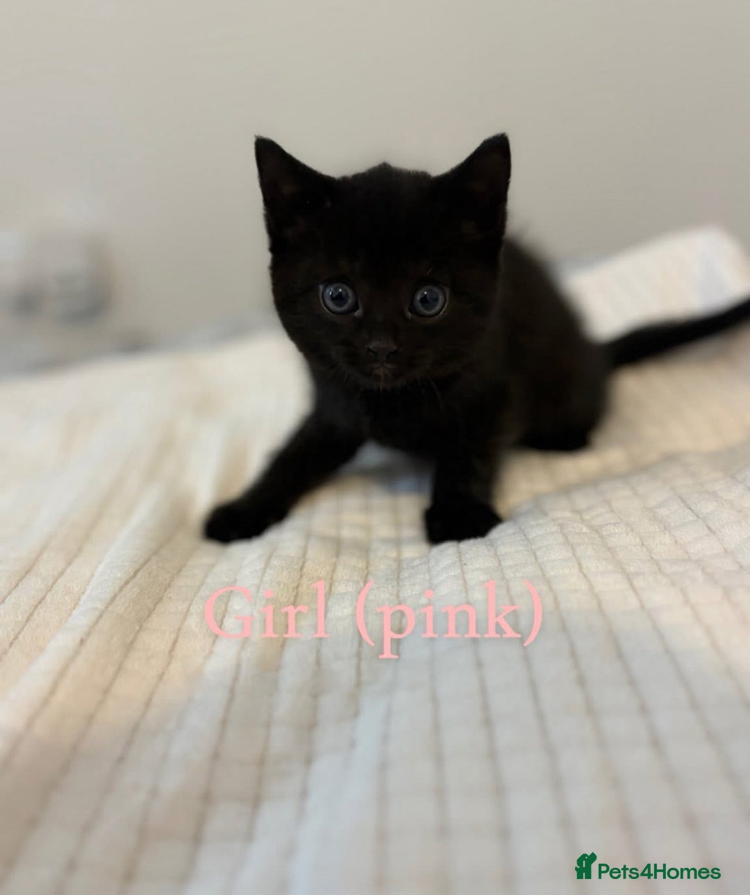 British Shorthair cats for sale: Female Kitten 8 months old  - Advert 2