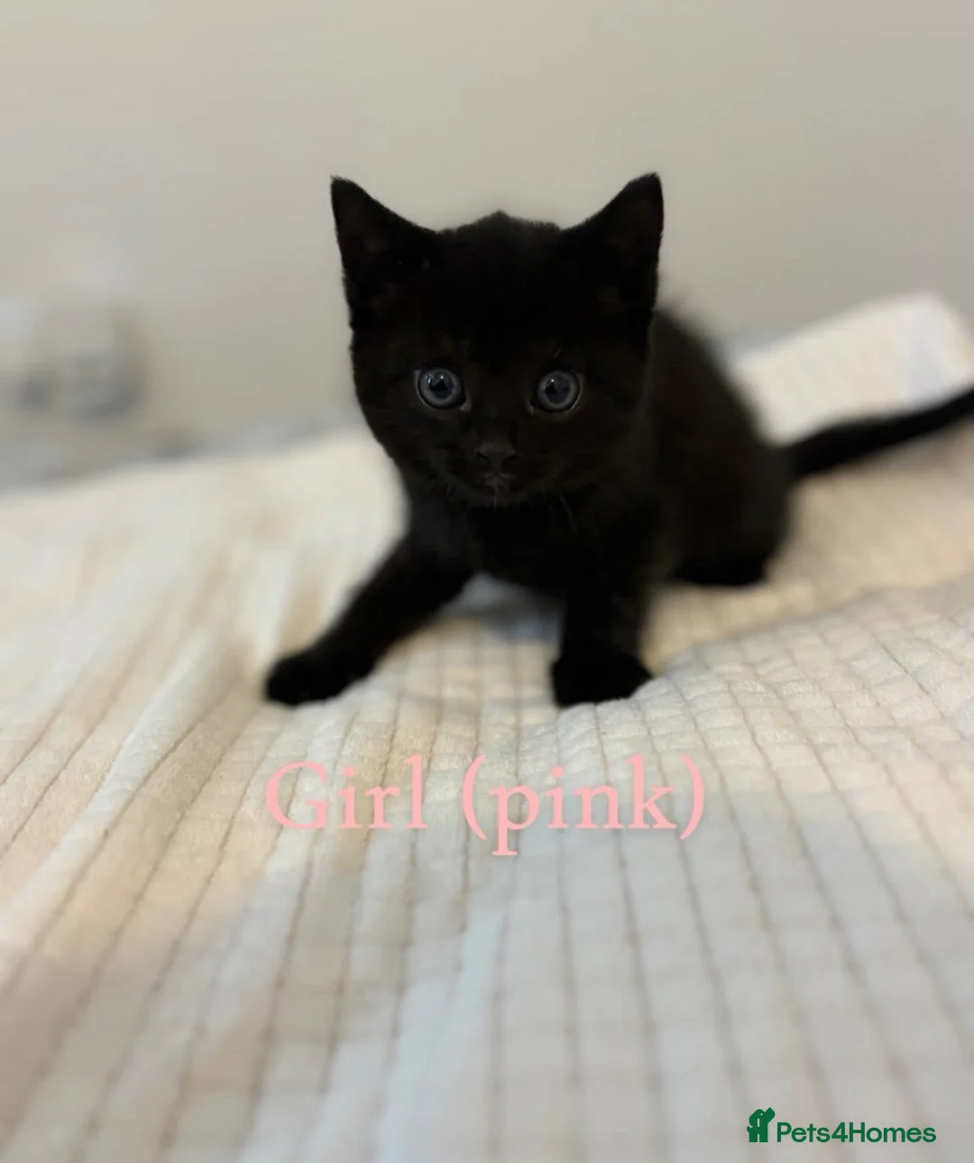 British Shorthair cats for sale: Female Kitten 8 months old  - Advert 2