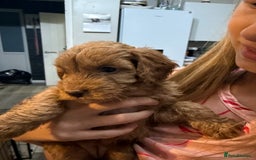 Cockapoo dogs for sale: Beautiful F2 Cockapoo Puppies - Image 2