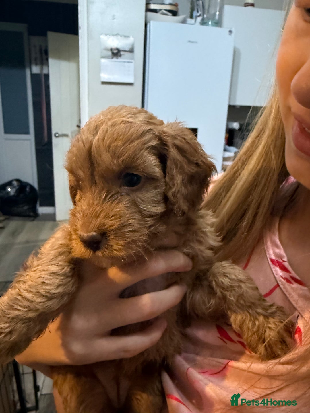 Cockapoo dogs for sale: Beautiful F2 Cockapoo Puppies - Image 2