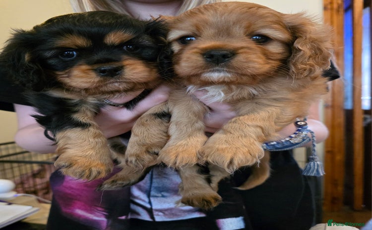 Cavalier King Charles Spaniel dogs - Advert 4