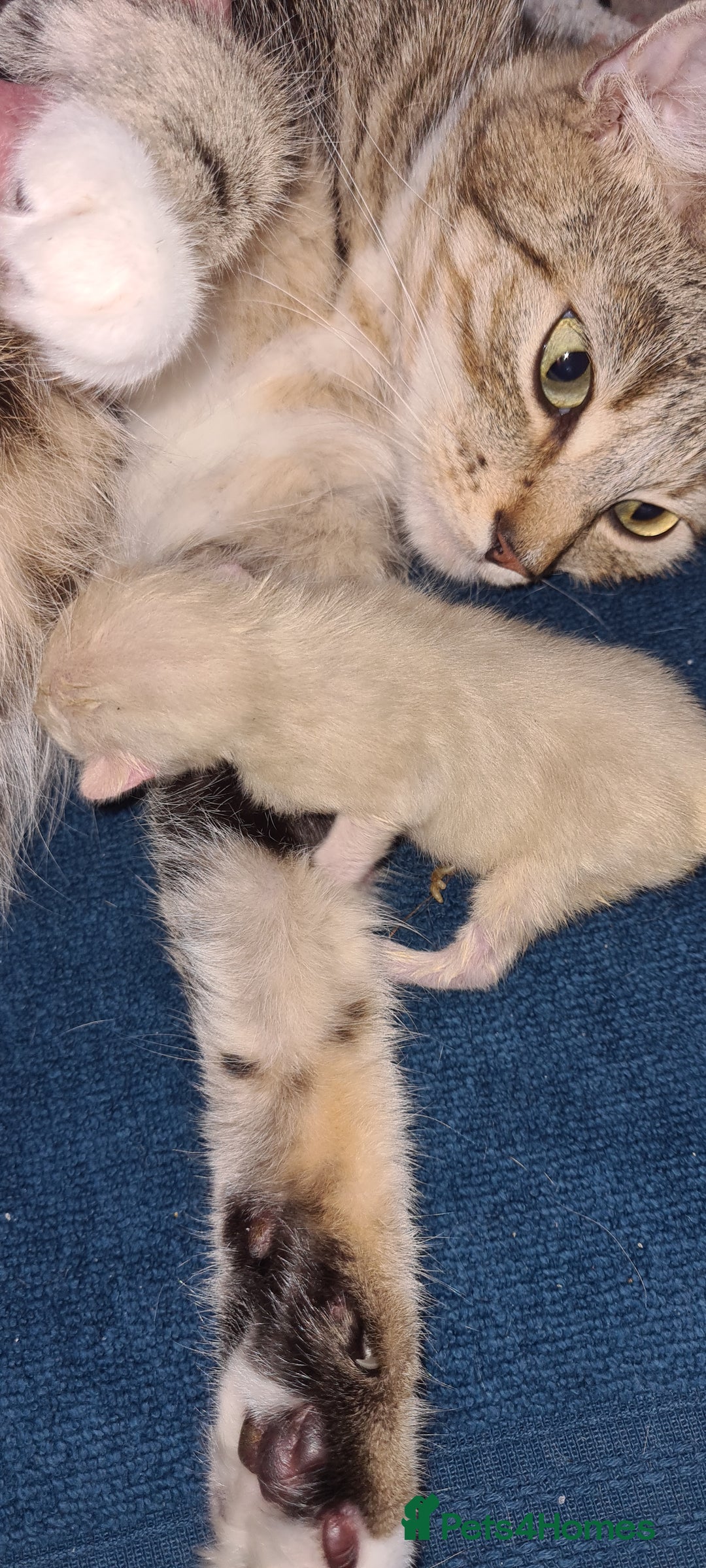 British Shorthair cats for sale: Female Kitten  - Image 3