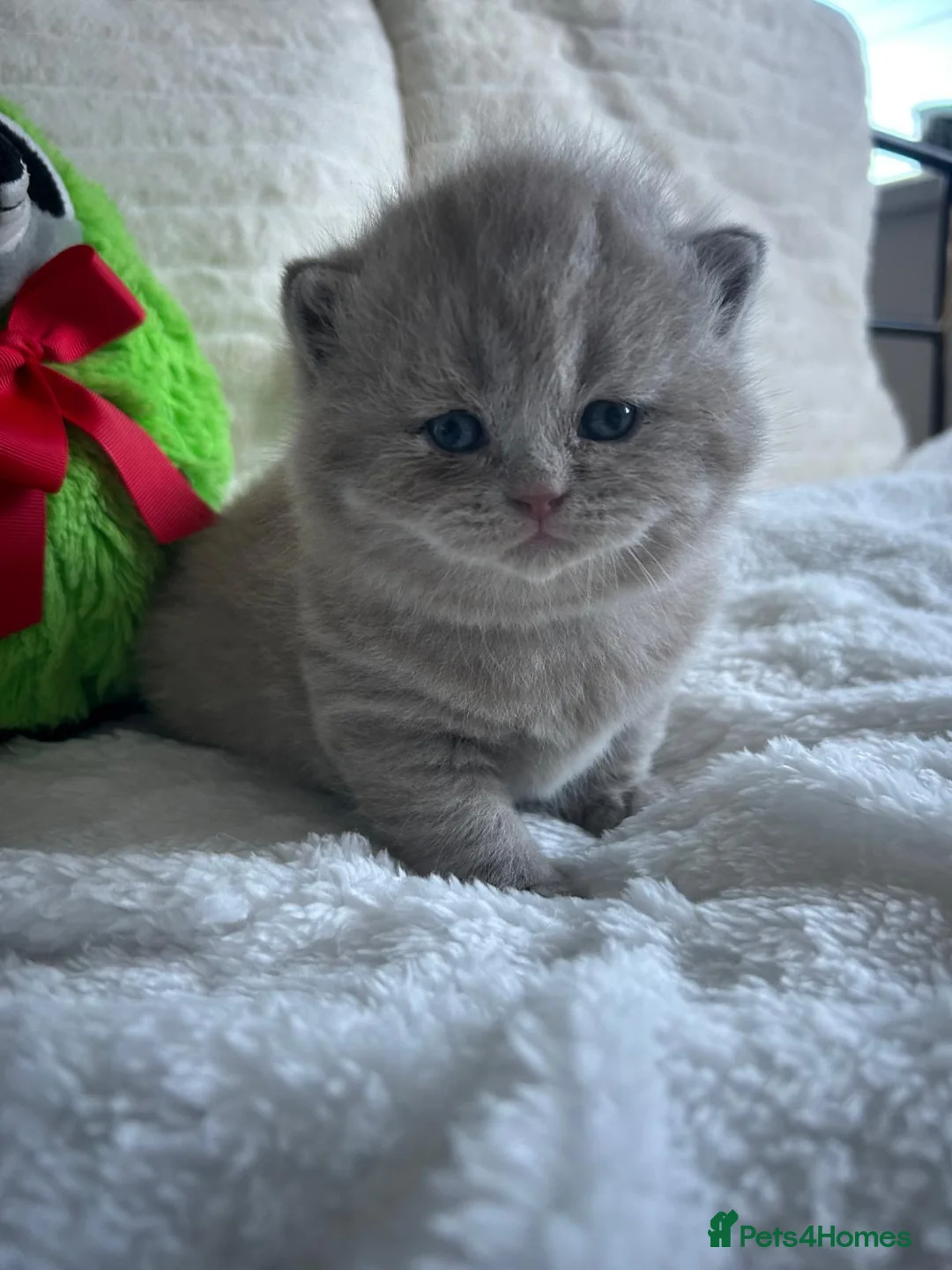 British Shorthair cats for sale: GCCF BRITISH SHORTHAIRS ALL RESERVED - Advert 17