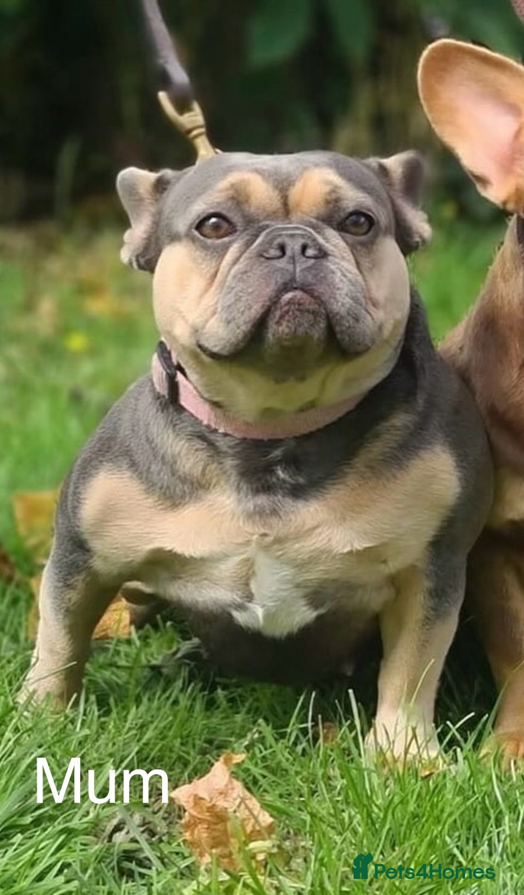 French Bulldog dogs for sale: Frenchie Girl Lilac & Tan KC - Image 15