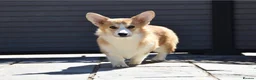 Welsh Corgi Pembroke dogs for sale: Female WPC Pet Only  - Advert 3