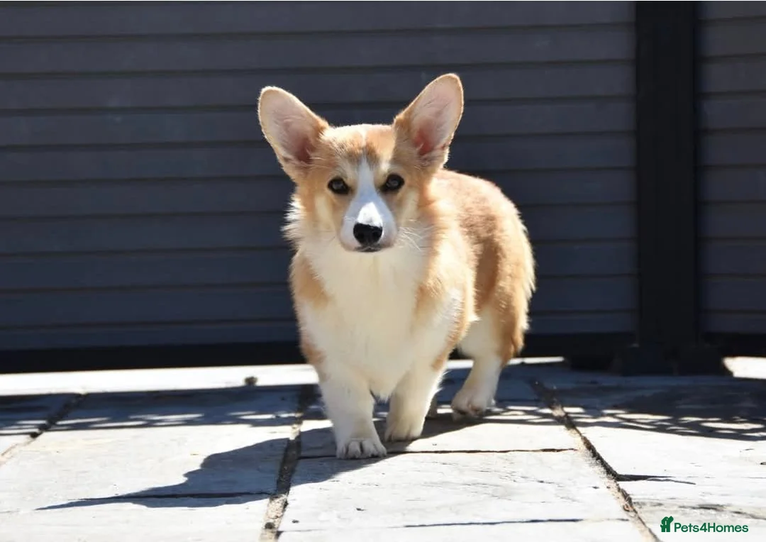 Welsh Corgi Pembroke dogs for sale: Female WPC Pet Only  - Advert 3