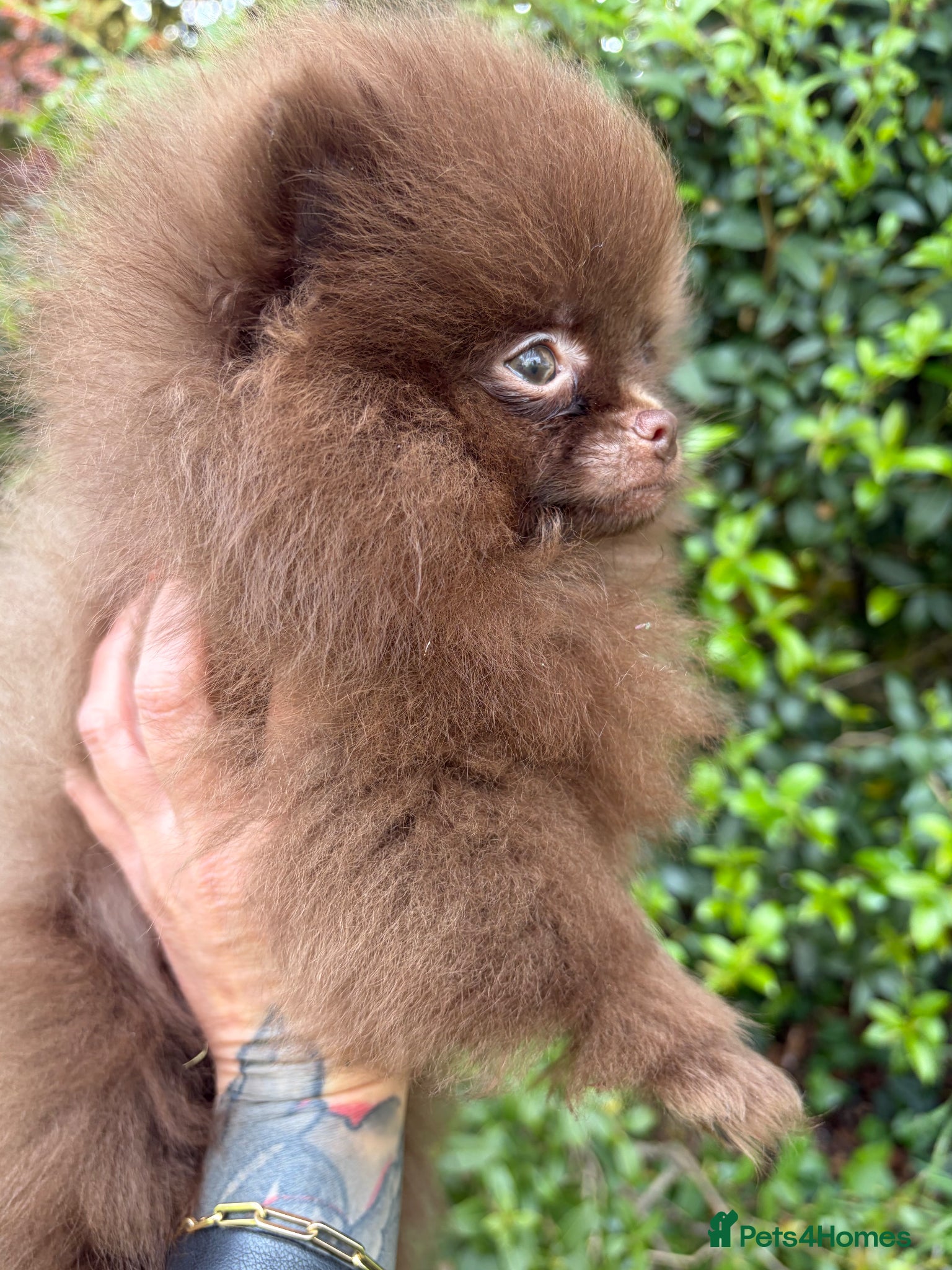 Pomeranian dogs for sale: Amazing Poms teddy bear boy 🥰🐻🥰🐻 - Advert 6