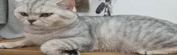 British Shorthair cats for stud: 🌟 British Shorthair Chinchilla GCCF DNA Tested - Advert 5