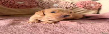 Miniature Dachshund 2