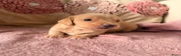 Miniature Dachshund dogs for sale: Miniature long and smooth dachshund pups in Castleford - Advert 10