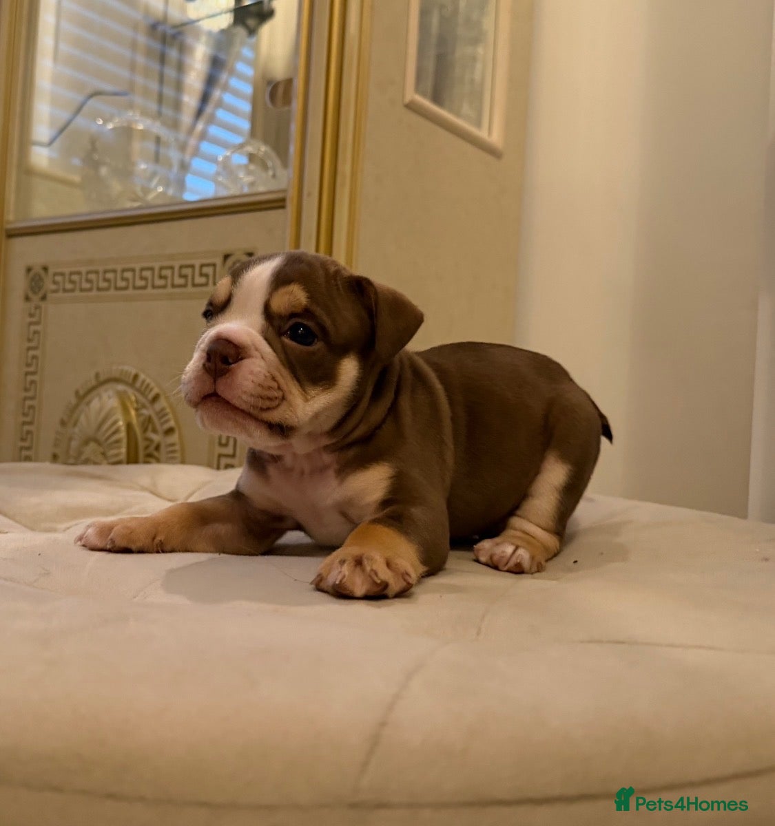 English Bulldog dogs Top tier kc British bulldog  - Advert 10