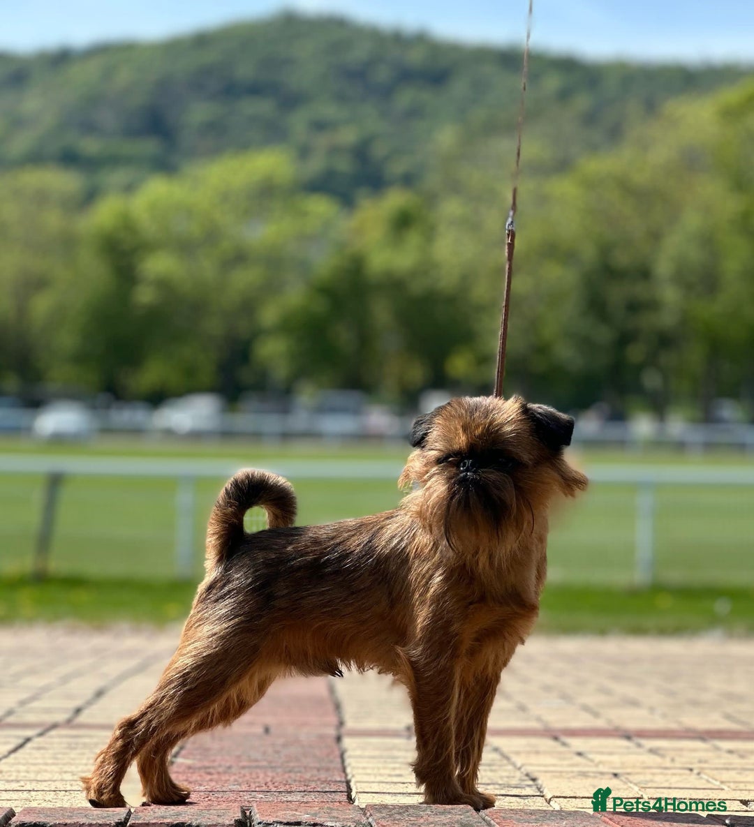 Griffon Bruxellois dogs for stud: Award winning stud offered - Image 2