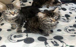 Bengal cats for sale: bengal x ragdoll kittens  - Image 15