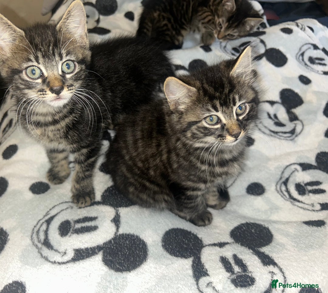 Bengal cats for sale: bengal x ragdoll kittens  - Image 15