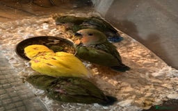 Lovebirds birds for sale: Cuddly hand reared baby lovebirds - Image 4