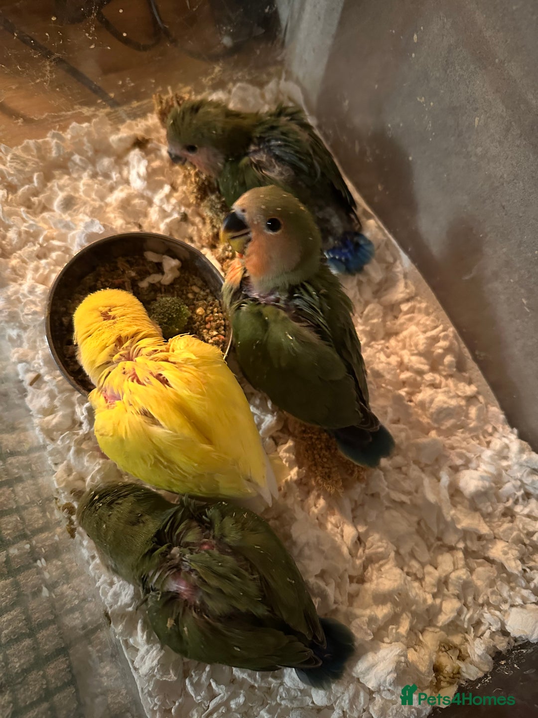 Lovebirds birds for sale: Cuddly hand reared baby lovebirds - Image 4