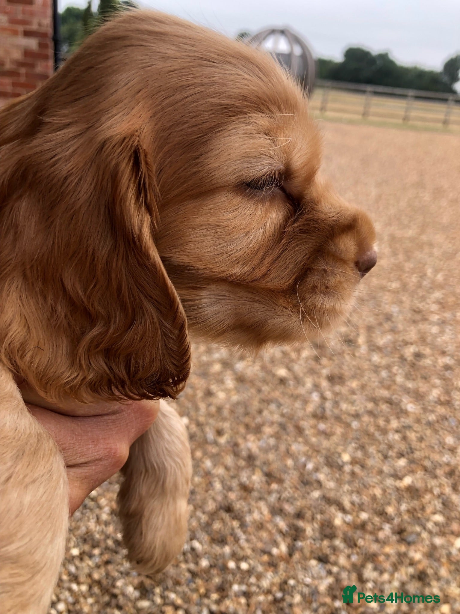 Cocker Spaniel dogs Stunning Rare Dark Red show cocker spaniel puppies - Advert 7