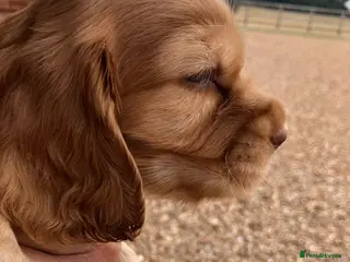 Cocker Spaniel dogs Stunning Rare Dark Red show cocker spaniel puppies - Advert 4