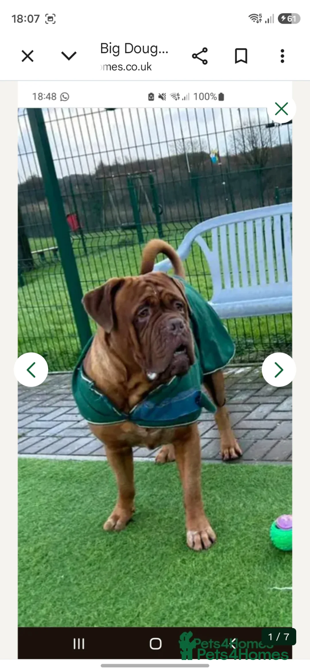 Dogue De Bordeaux dogs for stud: Big Dougie for stud - Advert 1