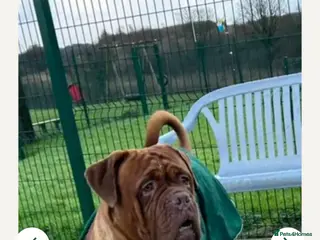 Dogue De Bordeaux dogs Big Dougie for stud - Advert 1