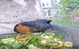 Guinea Pig rodents for sale: Beautiful American smooth coat  - Image 3
