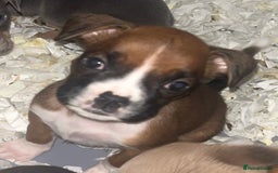 Boxer dogs for sale: Boxer puppy’s  - Image 11