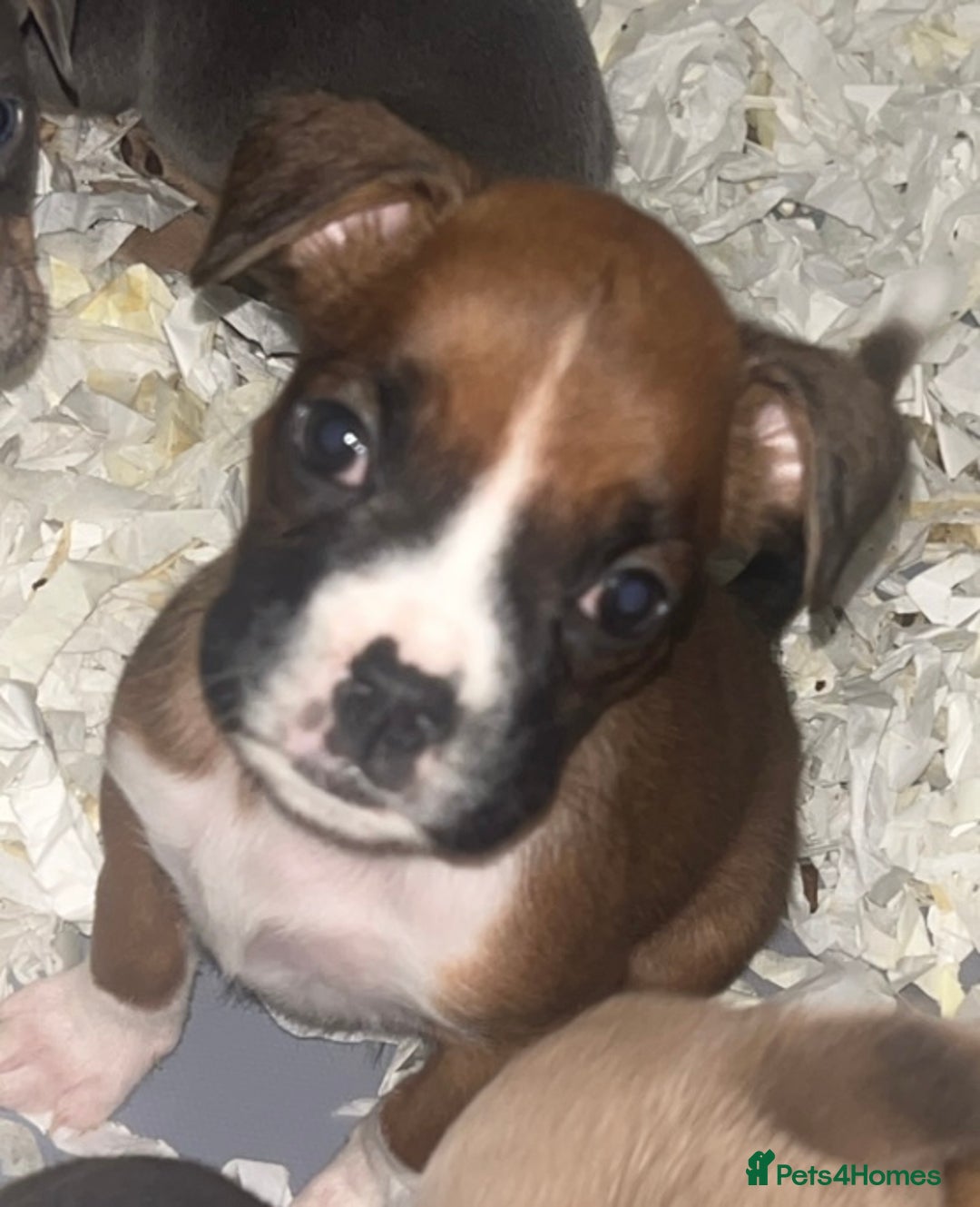 Boxer dogs for sale: Boxer puppy’s  - Image 11