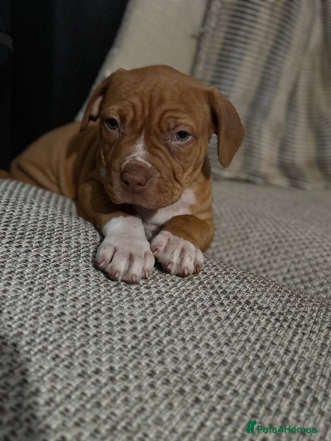 Mixed Breed dogs for sale: Ddb x cane corso - Advert 9