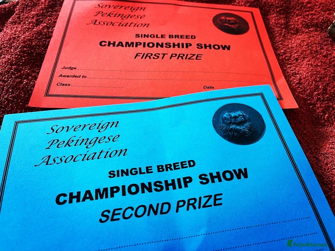 Pekingese dogs for stud: KC Registered Pekingese for Stud in York - Advert 5