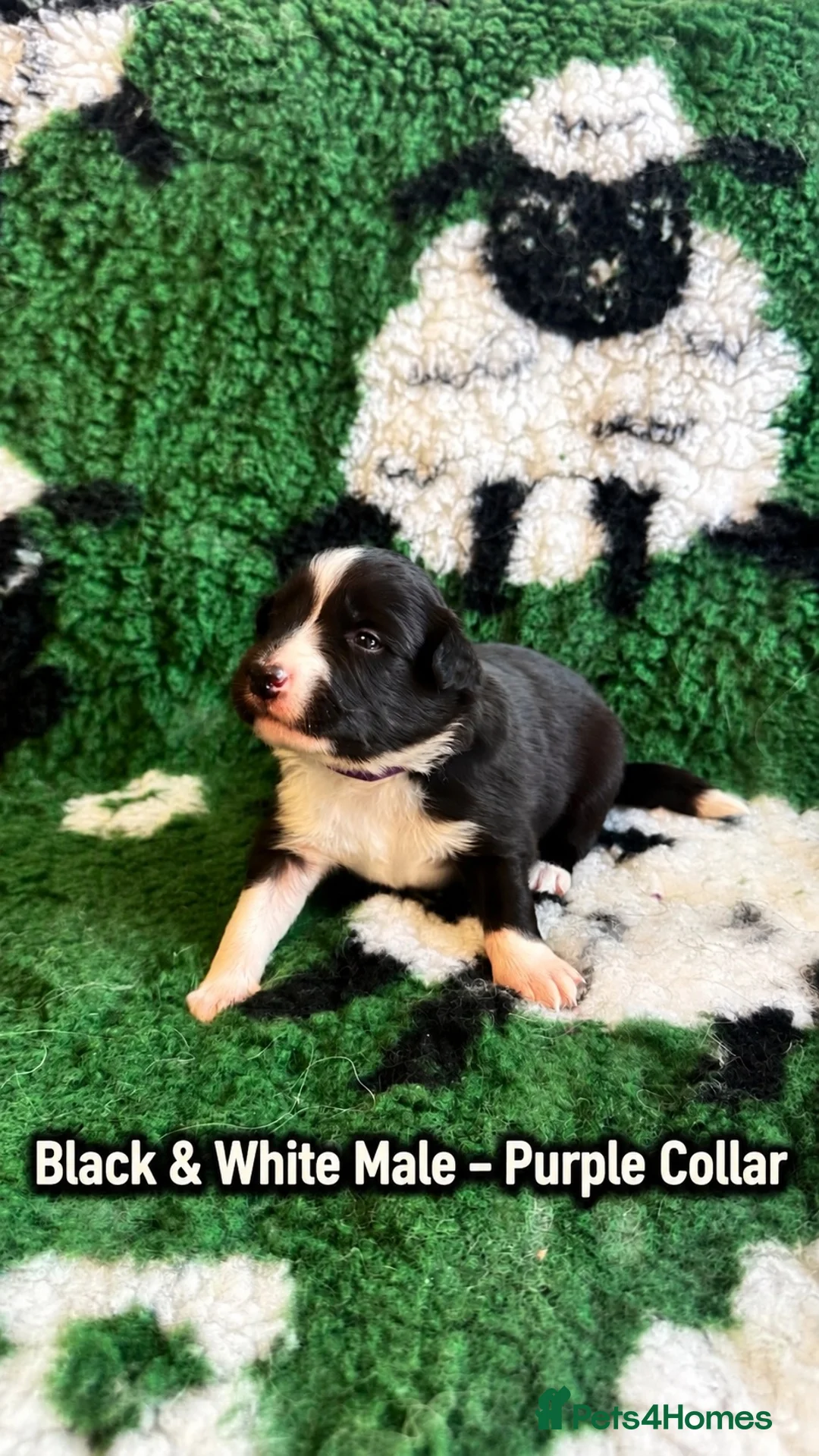 Border Collie dogs for sale: Beautiful Border Collie Puppies-KC Registered - Advert 24
