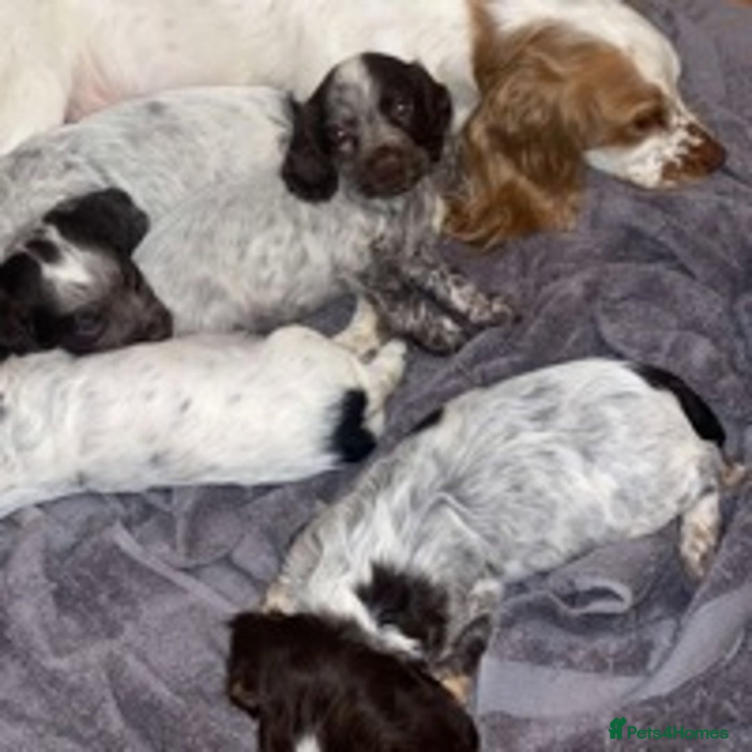 Cocker Spaniel dogs for stud: 🔥🔥WORKING ROAN COCKER STUD🔥🔥 in Gateshead - Advert 8