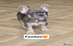 French Bulldog dogs for sale: French bulldog pups *Ready now*  - Image 4