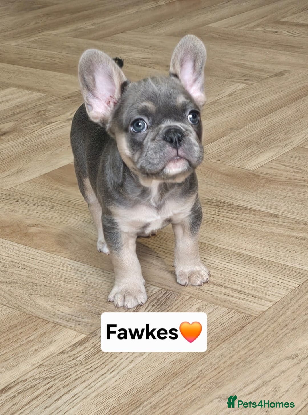 French Bulldog dogs for sale: French bulldog pups *Ready now*  - Image 4