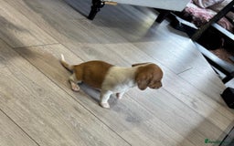 Chiweenie dogs for sale: 6 golden brown/whitecheweenies available  - Image 11