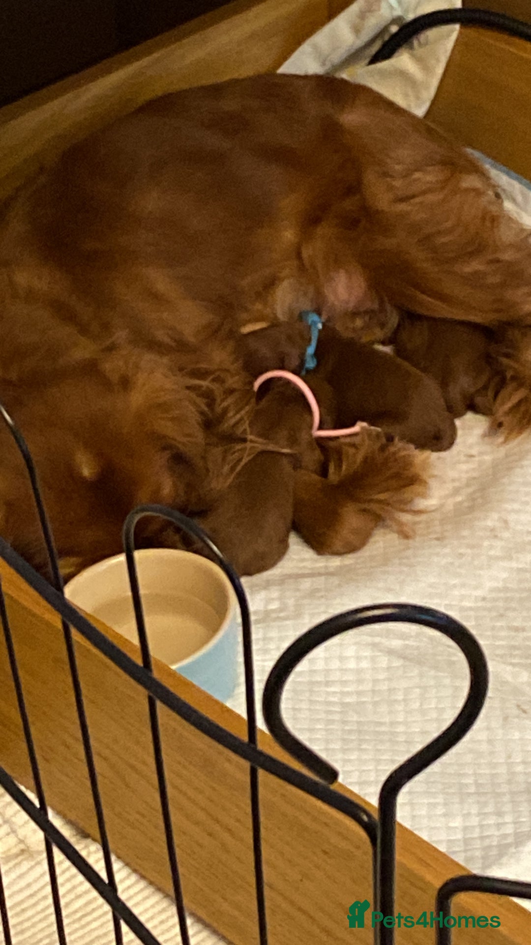 Toy Poodle dogs for stud: Proven red toy poodle For stud  ( Health tested )  in Rotherham - Image 5