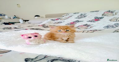 Maine Coon cats - Advert 4