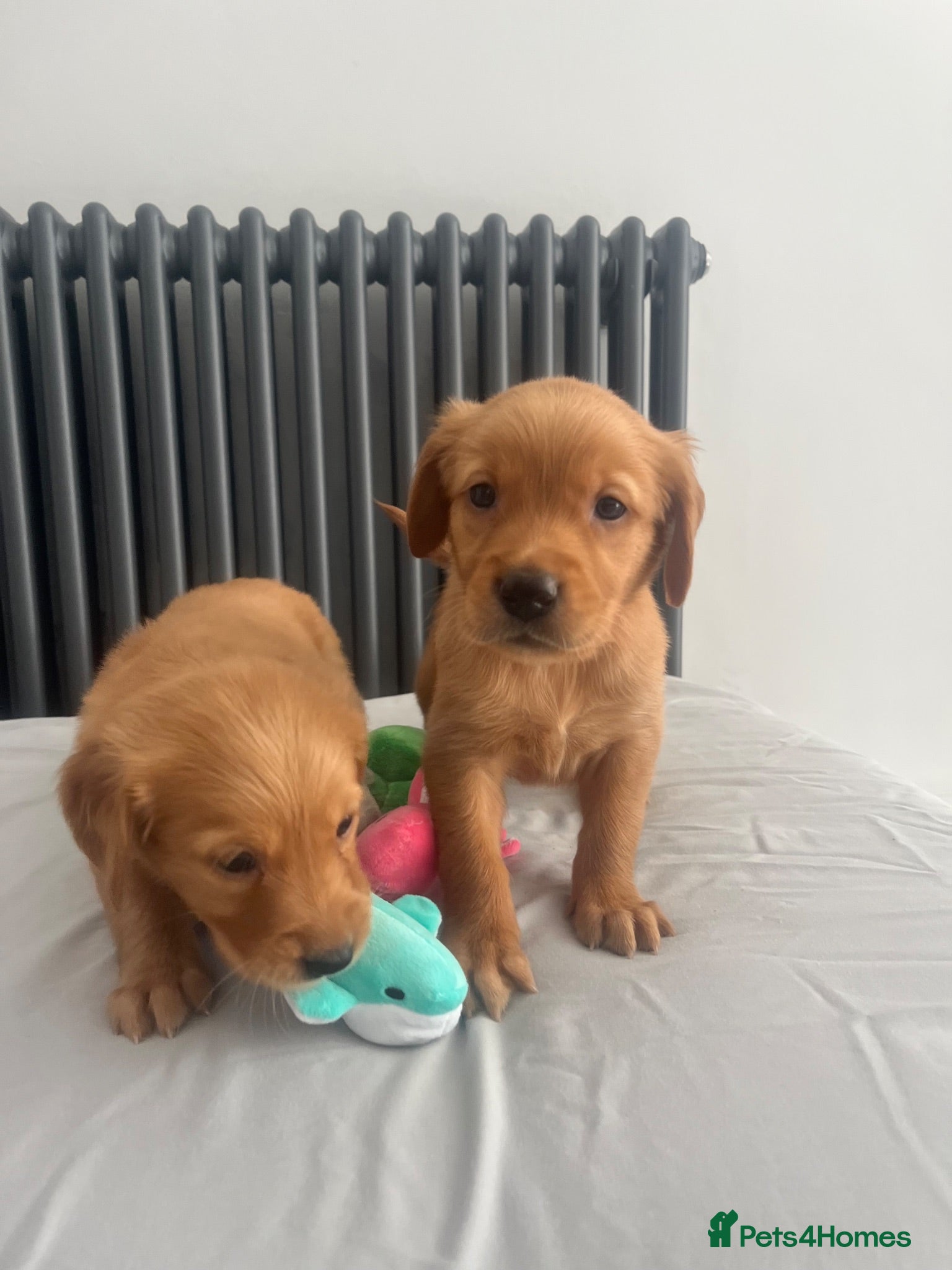 Golden Retriever dogs KC Fox Red Golden Retriever Puppies  - Advert 2