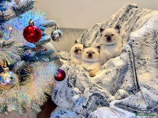 Ragdoll cats Black point Ragdoll Kittens🖤 - Advert 2