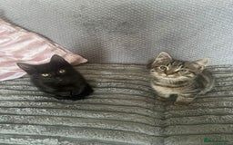 Mixed Breed cats for sale: 2 adorable kittens for sale  - Image 1
