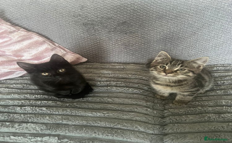 Mixed Breed cats - Advert 2