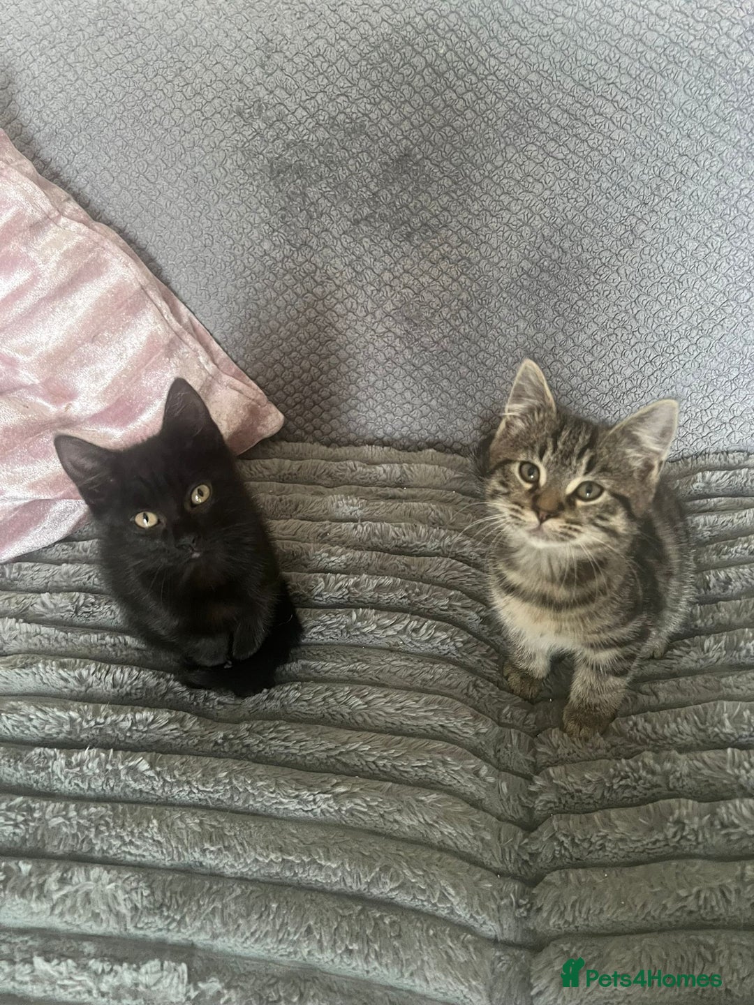 Mixed Breed cats for sale: 2 adorable kittens for sale  - Image 1