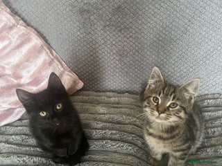 Mixed Breed cats - Advert 4