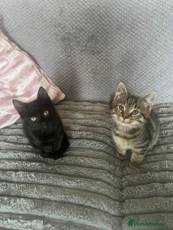 Mixed Breed cats - Advert 1
